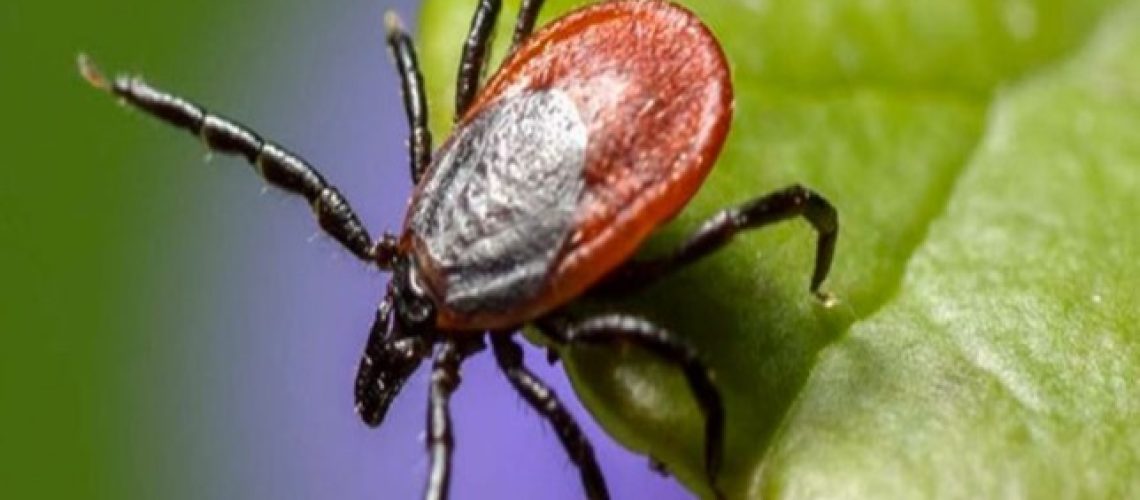 Внимание! Клещевой вирусный энцефалит 1